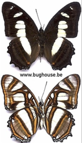 Victorina Elissa (Peru) ♂︎