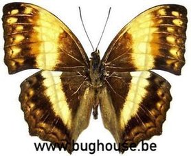 Harma Theobene (Afrique) ♂︎