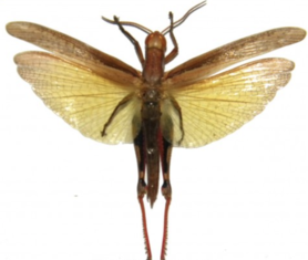 Eucoptacra ceylonica  (Java) ♂︎/♀︎ **AILES OUVERTES** 