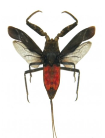 Nepa Rubra  (Java) ♂︎/♀︎ **Flügel geöffnet** 