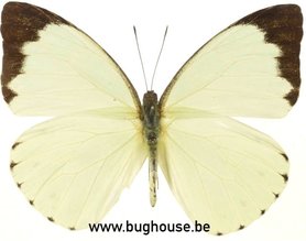 Nepheronia Thalassina (Afrika) ♂︎