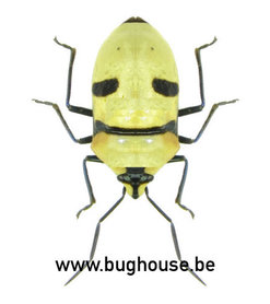 Eucorysses Grandis (Java) ♂︎/♀︎