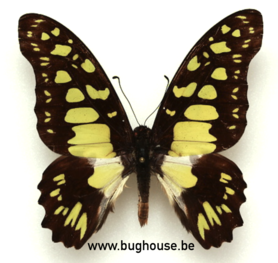 Graphium Tynderaeus (Afrique) ♂︎