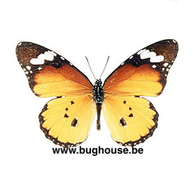 Danaus Chrysippus (Madagascar)  ♂︎