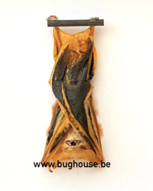 Kerivoula Picta (Java) **HANGING**