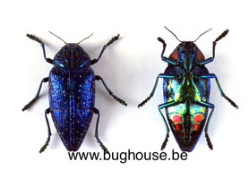 Polybothris Sumptuosa gema (Madagascar) ♂︎