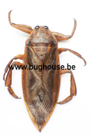 Lethocerus Oculatus (Madagaskar) ♂︎/♀︎