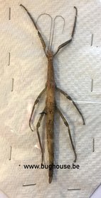 Phasmes sp2. (Madagascar) ♀︎/♂︎