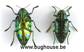 Polybothris Sumptuosa (Madagascar) ♂︎