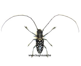 Stellognata maculata (Madagascar) ♂︎