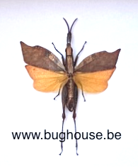 Trigonopteryx celebesia (Sulawesi) ♂︎/♀︎ **Flügel geöffnet**