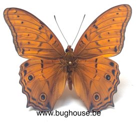 Vindula arsinoe (Ceram) ♂︎