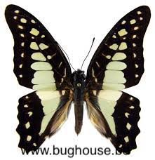 Graphium doson gyndes (Philippines)  ♂︎