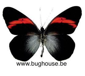 Pereute Callinica (Peru) ♂︎