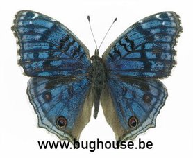 Precis Rhadama (Madagascar)♂︎