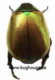 Rutelidae Gold sp. (Java) ♂︎/♀︎