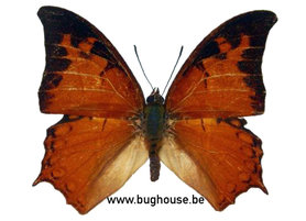 Charaxes Paphianus  (Afrique)♂︎