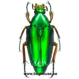 Chalcothea Neglecta (Sumatra) ♂︎