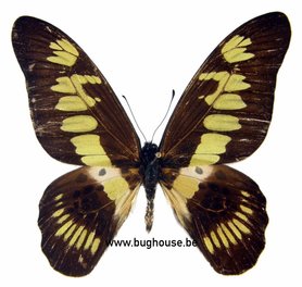 Graphium Latreillianus Theorini (Afrique) ♂︎
