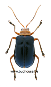 Haplosonyx Nigripennis (Sulawesi) ♂︎/♀︎