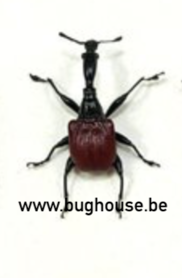 Trachelophorus giraffa (Madagascar) ♀︎