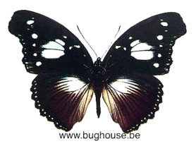 Hypolimnas Dinarcha (Afrique) ♂︎