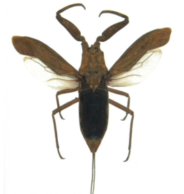 Laccotrephes pfeiferiae  (Java) ♂︎/♀︎ **AILES OUVERTES** 