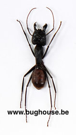 Camponotus Gigas (Malaisie)