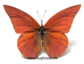 Appias Nero Zarinda (Sulawesi) ♂︎