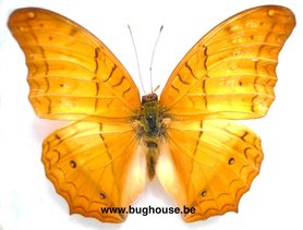 Vindula Erota (Philippinen)♂︎