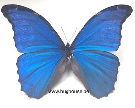 Morpho Didius (Peru) ♂︎