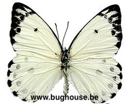 Belenois Calypso (Afrika) ♂︎