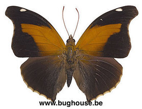 Historis Odius Orion (Pérou)  ♂︎