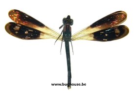 Heliocypha fenestrata	  (Java) ♂︎/♀︎ **AILES OUVERT**