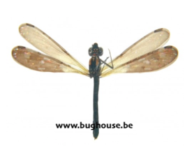 Heliocypha fenestrata -WHITE-	  (Java) ♂︎/♀︎ **SPREAD**