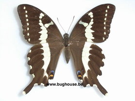 Papilio Delalandei (Madagascar) ♂︎