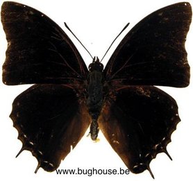 Charaxes Etheocles (Afrique) ♂︎