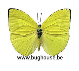 Phoebis Trite (Peru) ♂︎