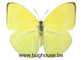 Phoebis Statira (Peru) ♂︎