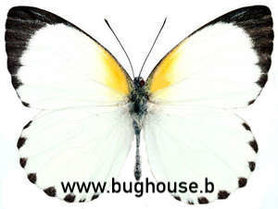 Appias Sylvia (Afrika) ♂︎