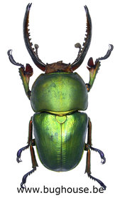 Lamprima adolphinae (Arfak) ♂︎ **GREEN FORM**