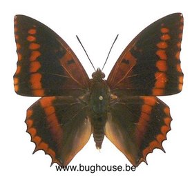 Charaxes lucretius (Afrique)♂︎