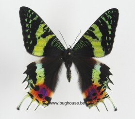 Urania Ripheus (Madagascar) ♂︎/♀︎