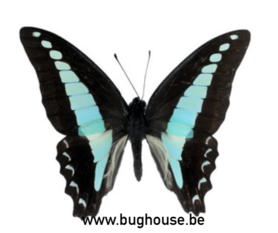 Graphium Milon Anthedon (Sulawesi) ♂︎