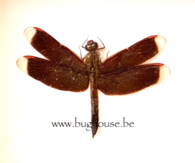 Neurothemis Fluctuans (Kalimantan)  ♂︎** SPREAD**