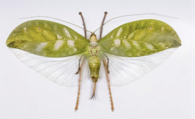 Onomarchus uninotatus (Java) ♀︎ **SPREAD**