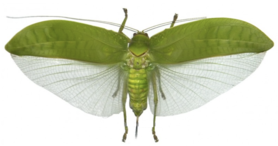 Pseudophyllus Neriifolius  (Java) ♀︎ **FUGEL GEOFFNET**