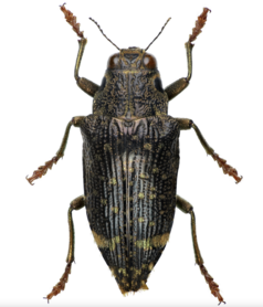 Polybothris Luczoti (Madagascar) ♂︎