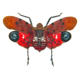 Penthicodes Atomaria (Java) *SPREAD* ♂︎/♀︎