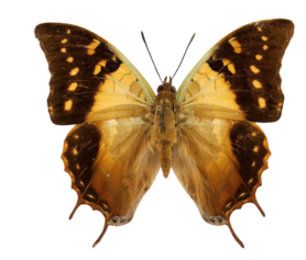 Charaxes Antamboulou (Madagascar)♂︎